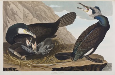 Kuvitus elokuvasta "Birds of America" tekijältä John James Audubon