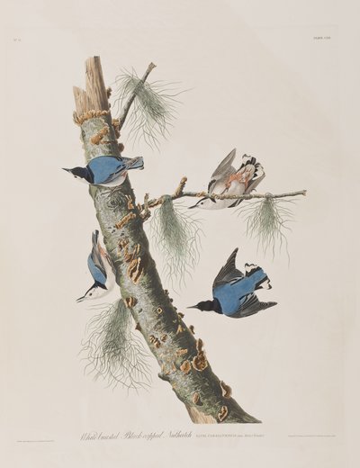 Kuvitus elokuvasta "Birds of America" tekijältä John James Audubon