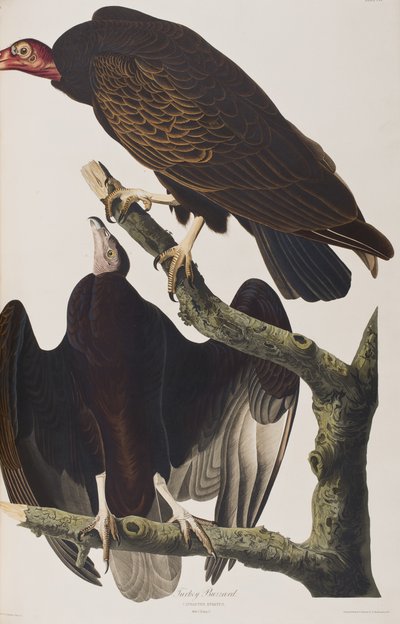 Kuvitus elokuvasta "Birds of America" tekijältä John James Audubon