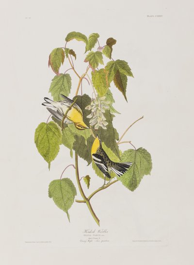 Kuvitus elokuvasta "Birds of America" tekijältä John James Audubon