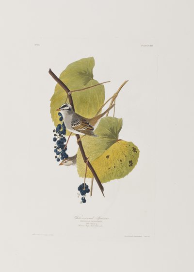 Kuvitus elokuvasta "Birds of America" tekijältä John James Audubon