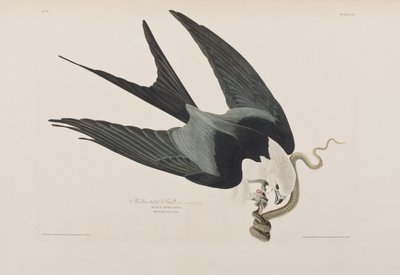Kuvitus elokuvasta "Birds of America" tekijältä John James Audubon