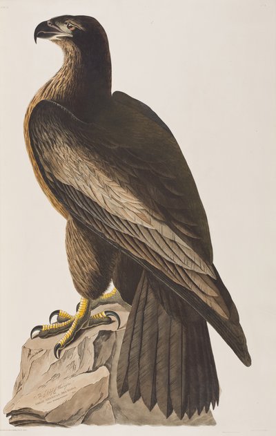 Kuvitus elokuvasta "Birds of America" tekijältä John James Audubon