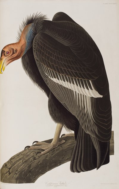 Kuvitus elokuvasta "Birds of America" tekijältä John James Audubon