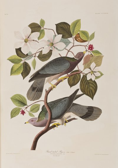 Kuvitus elokuvasta "Birds of America" tekijältä John James Audubon
