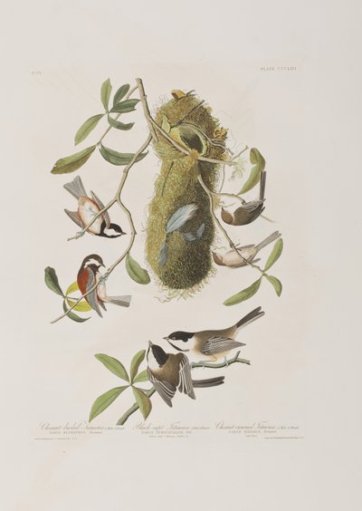 Kuvitus elokuvasta "Birds of America" tekijältä John James Audubon
