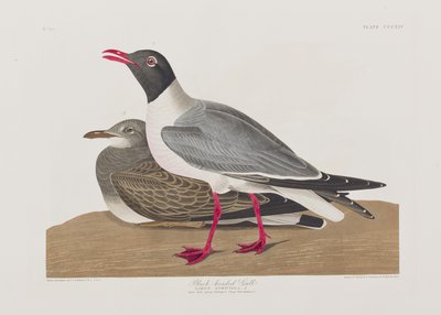 Kuvitus elokuvasta "Birds of America" tekijältä John James Audubon
