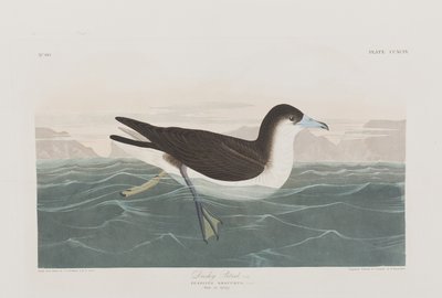 Kuvitus elokuvasta "Birds of America" tekijältä John James Audubon