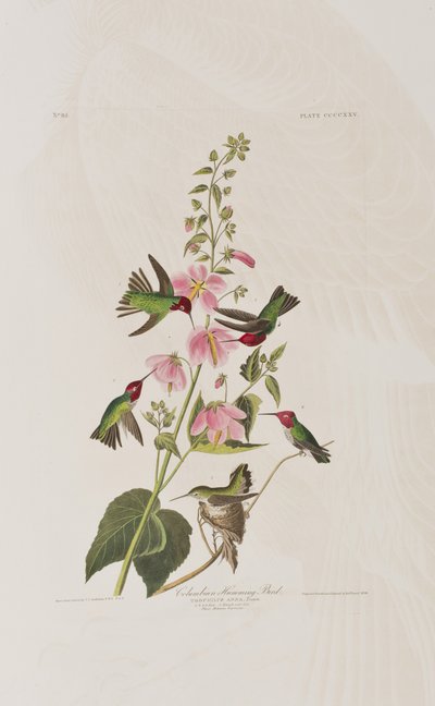 Kuvitus elokuvasta "Birds of America" tekijältä John James Audubon