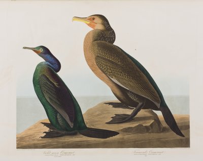 Kuvitus elokuvasta "Birds of America" tekijältä John James Audubon