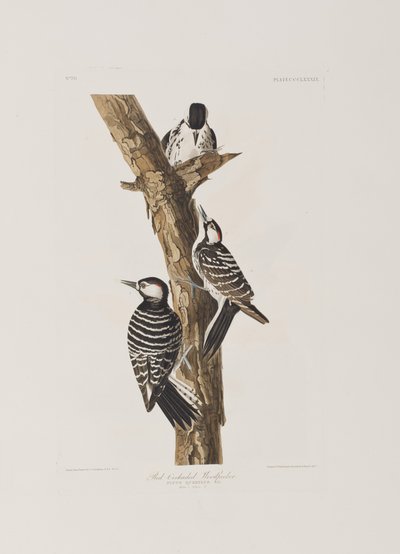 Kuvitus elokuvasta "Birds of America" tekijältä John James Audubon