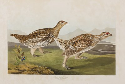 Kuvitus elokuvasta "Birds of America" tekijältä John James Audubon