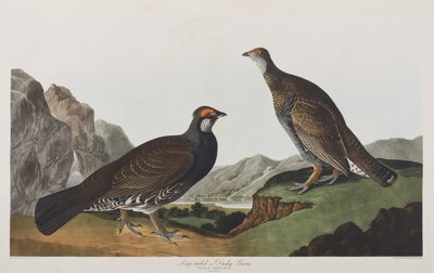 Kuvitus elokuvasta "Birds of America" tekijältä John James Audubon