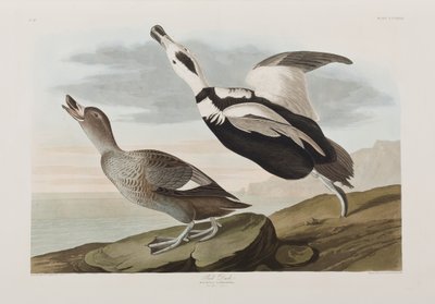 Kuvitus elokuvasta "Birds of America" tekijältä John James Audubon