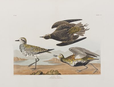 Kuvitus elokuvasta "Birds of America" tekijältä John James Audubon