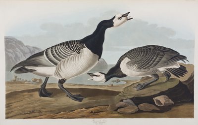 Kuvitus elokuvasta "Birds of America" tekijältä John James Audubon