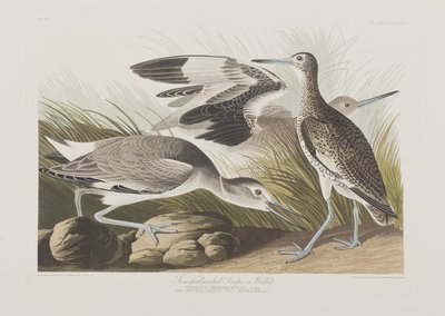Kuvitus elokuvasta "Birds of America" tekijältä John James Audubon