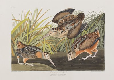 Kuvitus elokuvasta "Birds of America" tekijältä John James Audubon