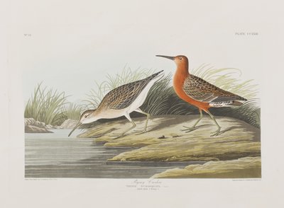 Kuvitus elokuvasta "Birds of America" tekijältä John James Audubon