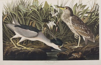 Kuvitus elokuvasta "Birds of America" tekijältä John James Audubon