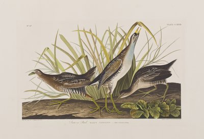 Kuvitus elokuvasta "Birds of America" tekijältä John James Audubon