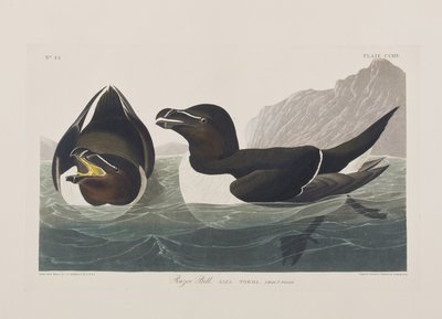 Kuvitus elokuvasta "Birds of America" tekijältä John James Audubon