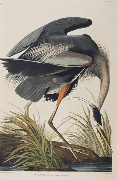Kuvitus elokuvasta "Birds of America" tekijältä John James Audubon
