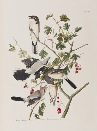 Kuvitus elokuvasta "Birds of America" tekijältä John James Audubon