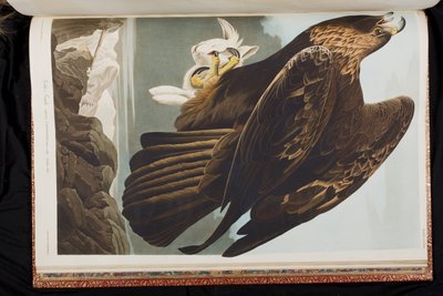 Kuvitus elokuvasta "Birds of America" tekijältä John James Audubon