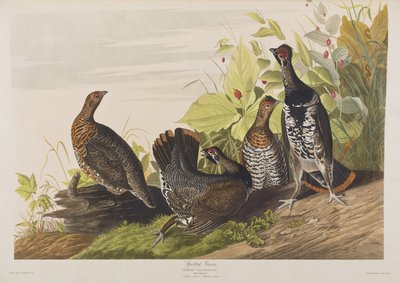 Kuvitus elokuvasta "Birds of America" tekijältä John James Audubon