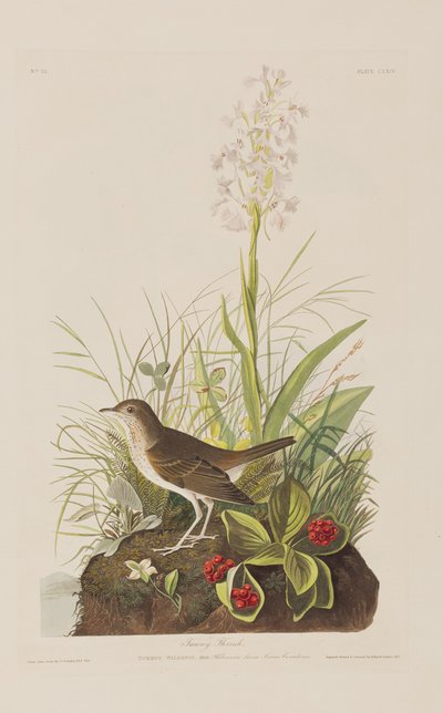Kuvitus elokuvasta "Birds of America" tekijältä John James Audubon