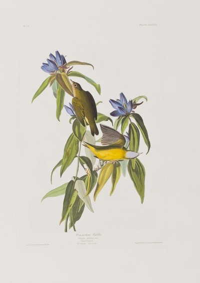 Kuvitus elokuvasta "Birds of America" tekijältä John James Audubon