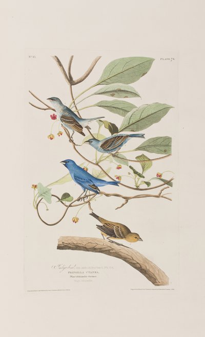 Kuvitus elokuvasta "Birds of America" tekijältä John James Audubon