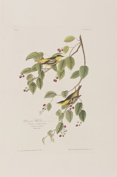 Kuvitus elokuvasta "Birds of America" tekijältä John James Audubon