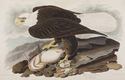 Kuvitus elokuvasta "Birds of America" tekijältä John James Audubon