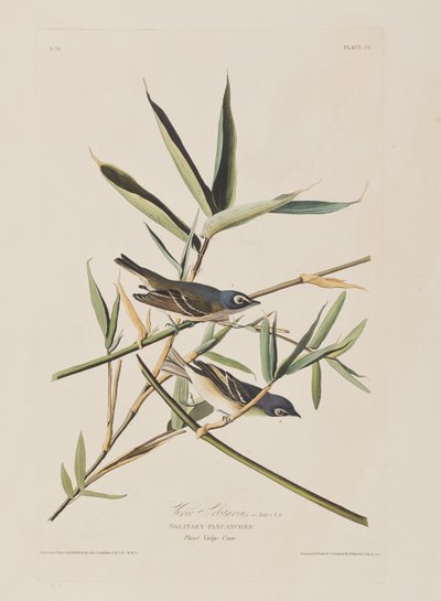 Kuvitus elokuvasta "Birds of America" tekijältä John James Audubon