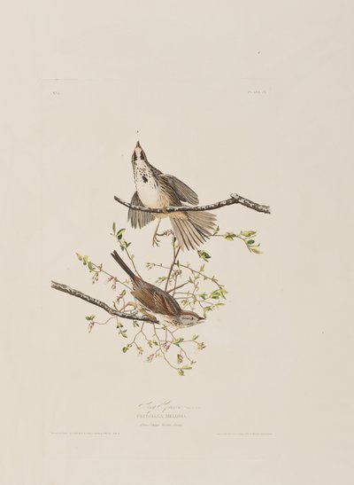 Kuvitus elokuvasta "Birds of America" tekijältä John James Audubon