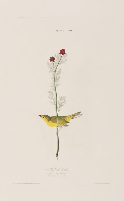 Kuvitus elokuvasta "Birds of America" tekijältä John James Audubon