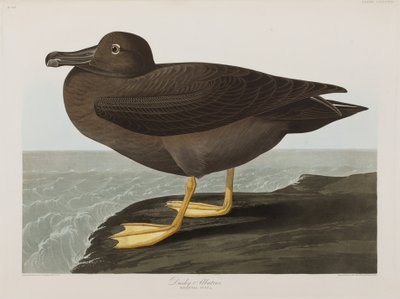 Kuvitus elokuvasta "Birds of America" tekijältä John James Audubon
