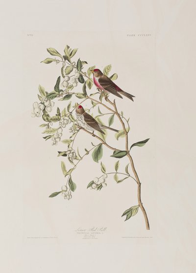 Kuvitus elokuvasta "Birds of America" tekijältä John James Audubon