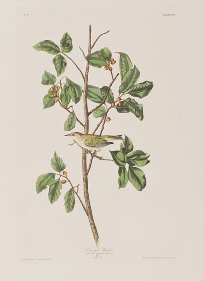 Kuvitus elokuvasta "Birds of America" tekijältä John James Audubon