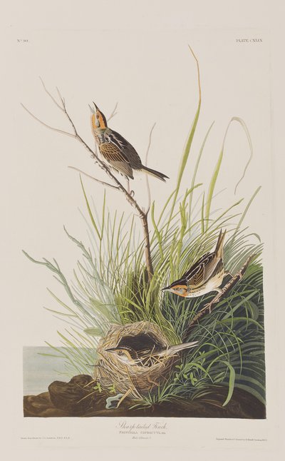 Kuvitus elokuvasta "Birds of America" tekijältä John James Audubon