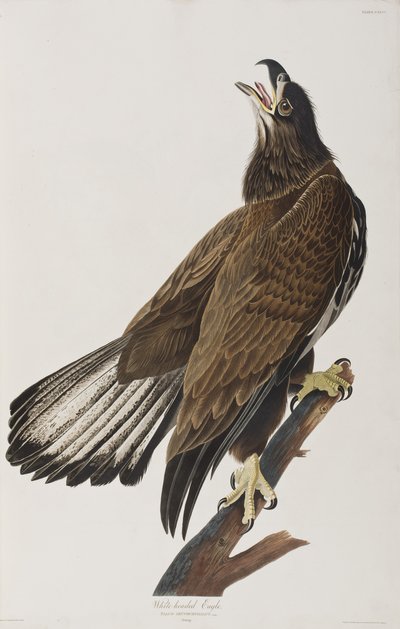 Kuvitus elokuvasta "Birds of America" tekijältä John James Audubon