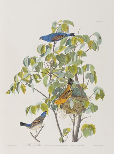 Kuvitus elokuvasta "Birds of America" tekijältä John James Audubon