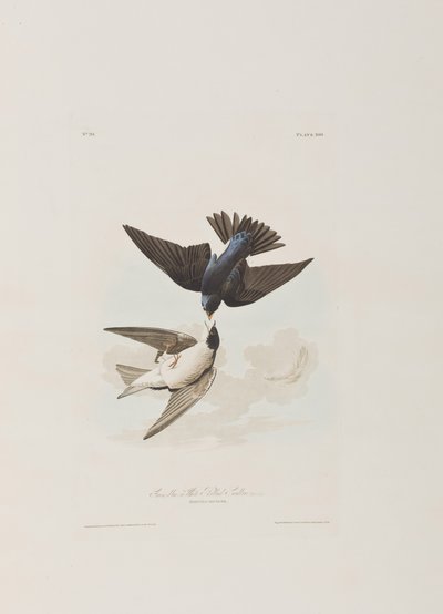 Kuvitus elokuvasta "Birds of America" tekijältä John James Audubon