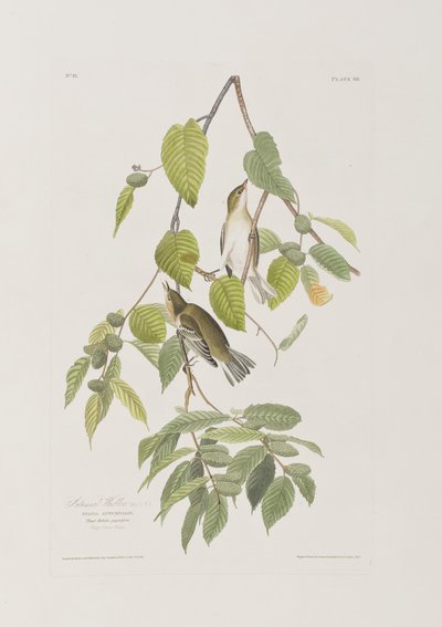Kuvitus elokuvasta "Birds of America" tekijältä John James Audubon