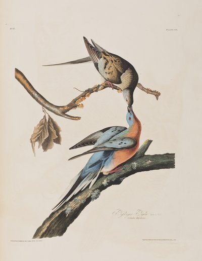 Kuvitus kirjasta 