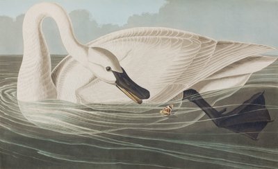 Kuvitus elokuvasta "Birds of America" tekijältä John James Audubon