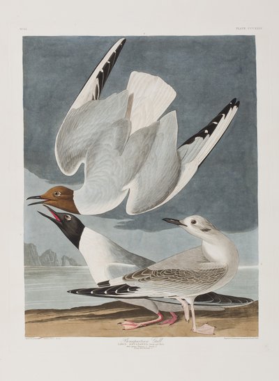 Kuvitus elokuvasta "Birds of America" tekijältä John James Audubon