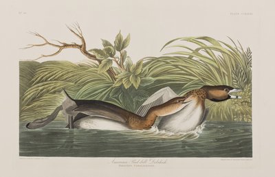 Kuvitus elokuvasta "Birds of America" tekijältä John James Audubon